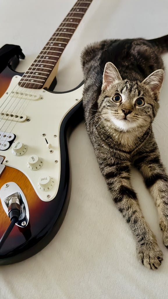 A cute striped cat relaxing next to a classic electric guitar indoors on a soft surface.