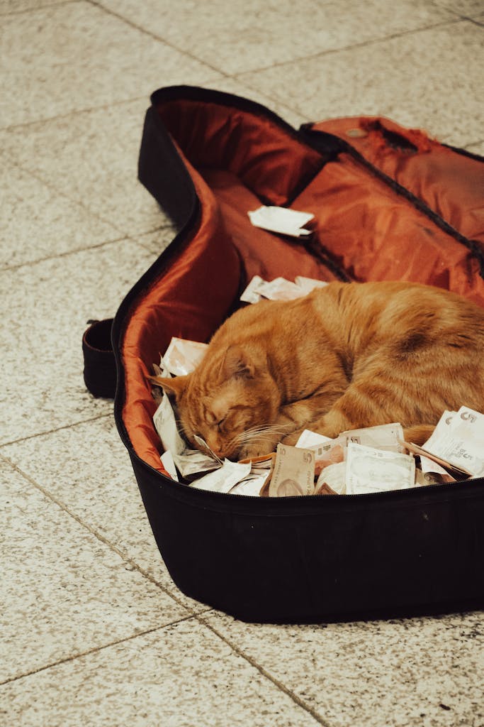 A ginger cat sleeps inside an open guitar case filled with paper money, captured on a street in Istanbul.